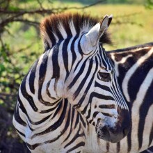 Dume Africa Trails Kenya _DSC0370 74