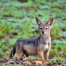 Dume Africa Trails Kenya _DSC0038 06