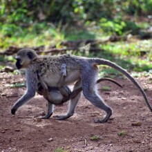 Dume Africa Trails Kenya _DSC0059 13